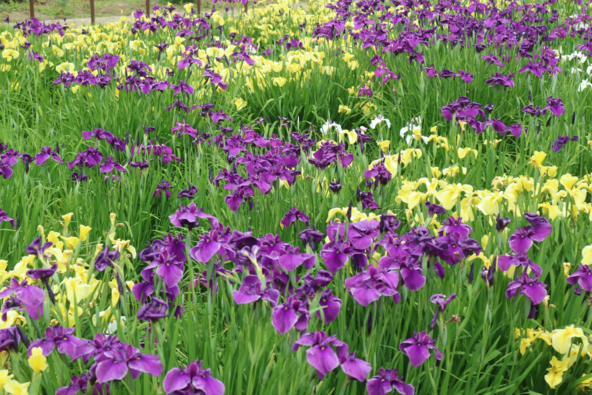 色とりどりの花菖蒲が咲き乱れます（画像提供：一般社団法人久喜市観光協会）