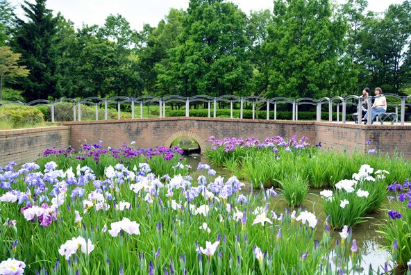 紫や白、ピンクなど色とりどりの花菖蒲が咲く「庄堺公園」