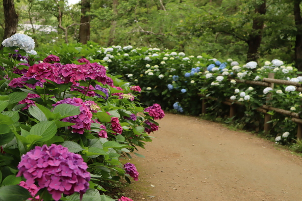 紫陽花の咲き具合によって景色が変わるので、訪れるたびに違った表情に出会えます