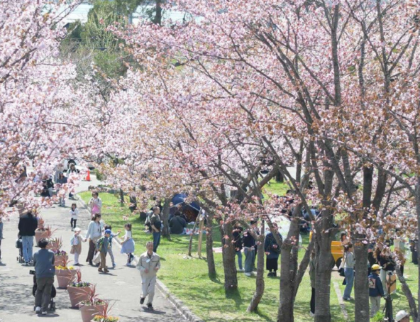 春は町内各所で桜が咲き誇ります（写真：栗山公園）