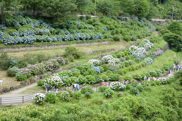 紫陽花が棚田に広がる初夏ならではののどかな風景を堪能