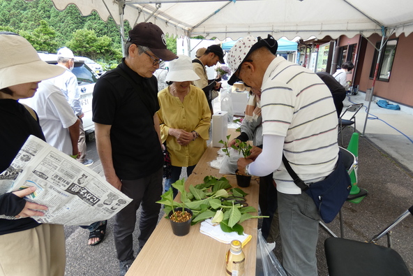 「紫陽花挿し木」の様子