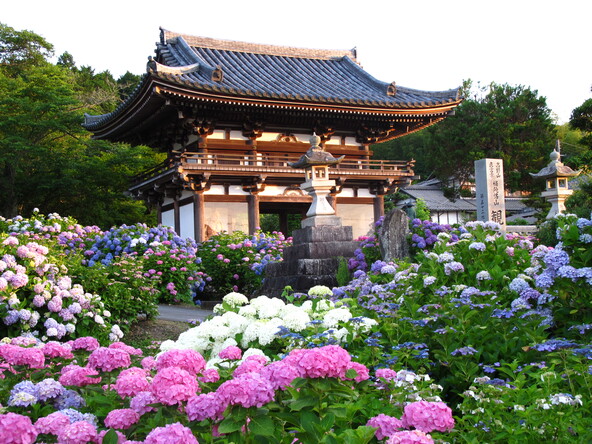 参道や境内を歩きながら、色とりどりの紫陽花を堪能できます