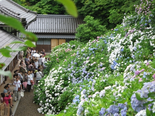 境内では、梅雨どきならではの風情を感じられます