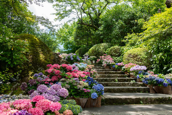 多彩な紫陽花に囲まれて記念撮影♪（2025年の様子）