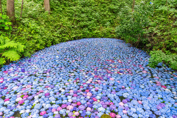 色鮮やかな紫陽花が浮かぶ「あじさい池」（画像提供：YAEZAKURA / PIXTA）