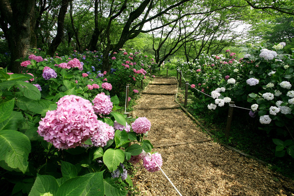 山の麓（ふもと）から山中、そして展望台まで続く紫陽花の散策路