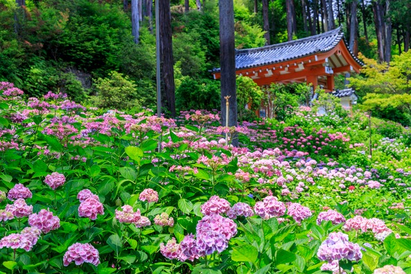満開時はまさに“あじさい寺”という風情の「三室戸寺」（画像提供：オフィスK / PIXTA）