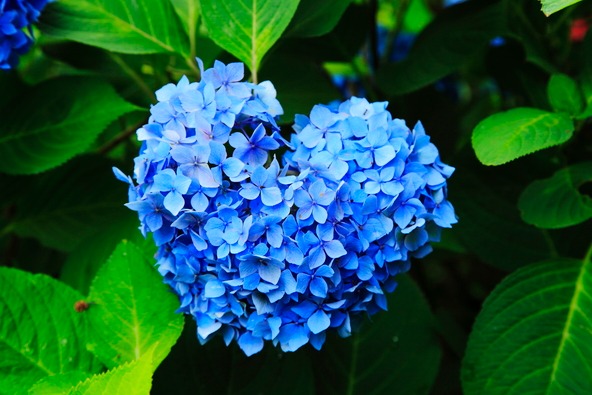 「三室戸寺」に咲いていた紫陽花（画像提供：C7 / PIXTA）