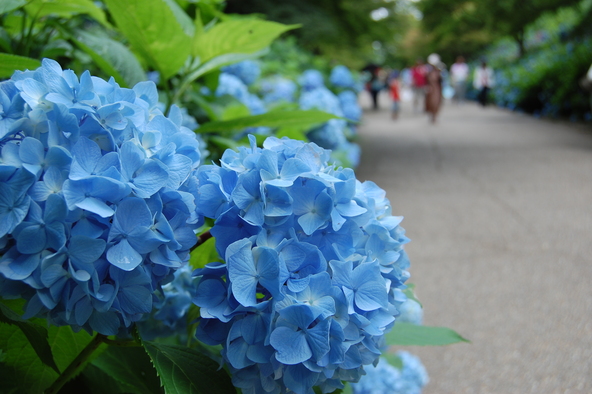 例年6月から7月にかけて見頃を迎える紫陽花（画像提供：（C）一般財団法人神戸観光局）