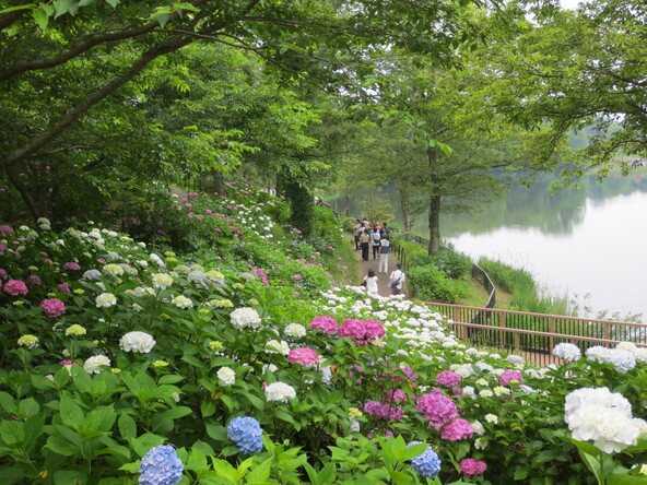 紫陽花を見ながらしっとりした初夏の森を散策するのもおすすめ