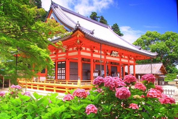 本堂を彩る紫陽花