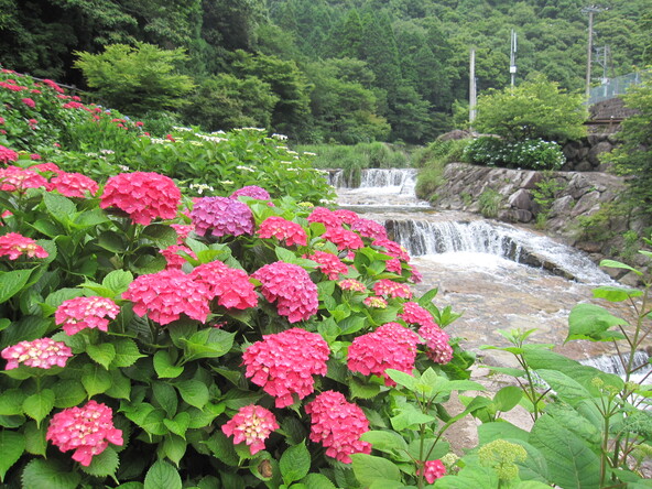 まちの人によって植えられた紫陽花が咲き乱れ、県内外から多くの観光客が訪れます