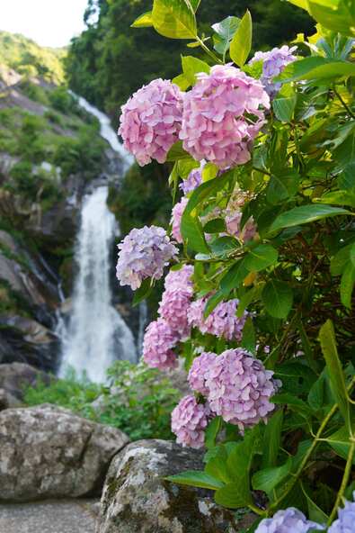 花の町・相知を代表する景勝地です