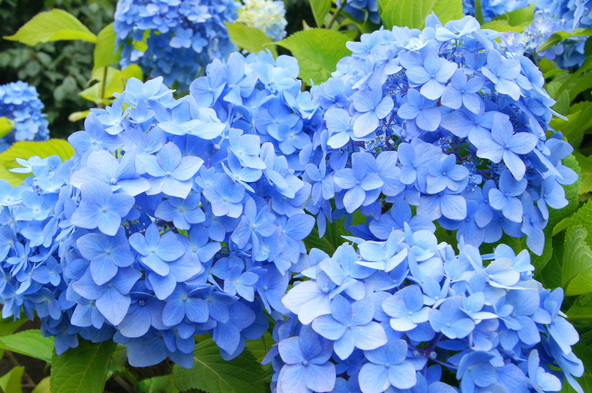 まちなかで多く見られる紫陽花です（画像提供：スミレ / PIXTA）
