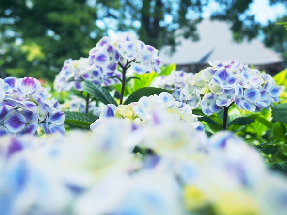 例年6月には約50種類・800株以上の紫陽花が楽しめます（画像提供：熊谷市）