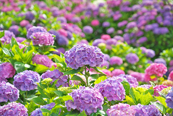 西洋で品種改良され、現在ではさまざまな色の花を楽しめます（画像提供：Yama / PIXTA）