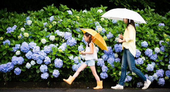 梅雨時期を彩る紫陽花（画像提供：Hakase / PIXTA）