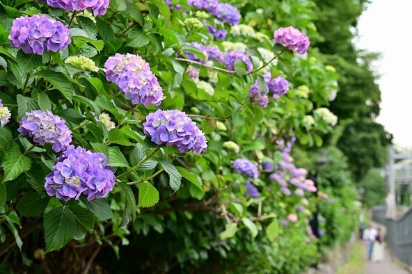 線路沿いの遊歩道に色鮮やかな紫陽花が続きます（2026年5月29日撮影）