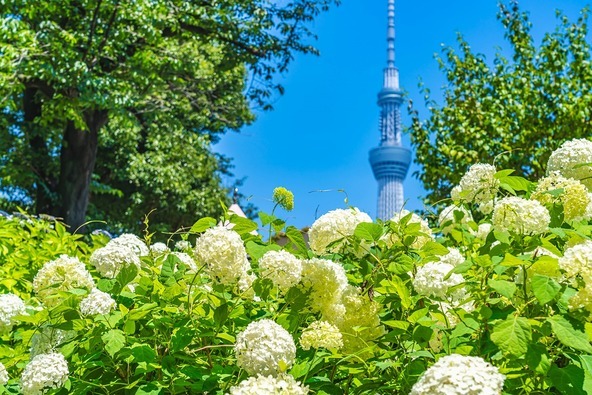 アナベルとスカイツリーのコラボも（画像提供： aki / PIXTA））