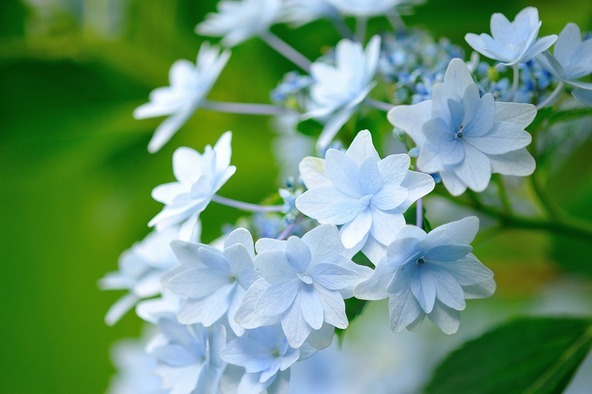 火花のような装飾花が特徴のスミダノハナビ（画像提供： henokida@2014 / PIXTA）