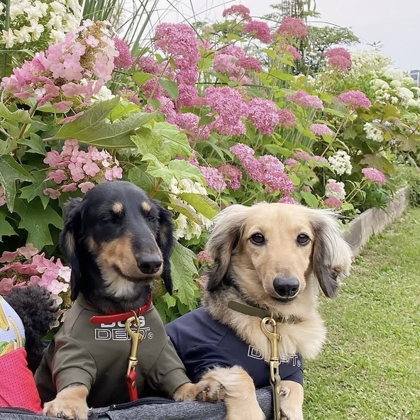 愛犬と一緒に紫陽花観賞も！