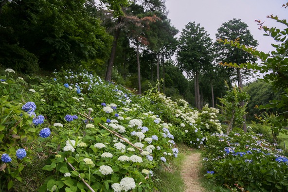 緑豊かな景色のなかで楽しめる紫陽花散策（画像提供：luiji / PIXTA）