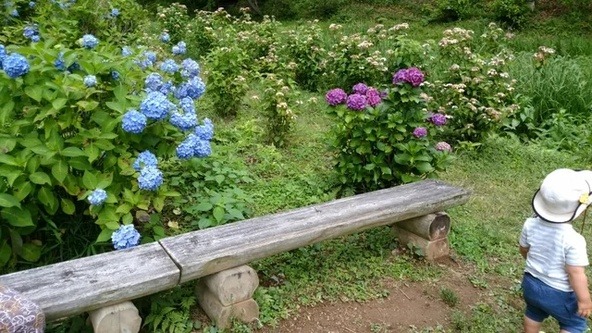 「霞丘陵ハイキングコース」沿いに咲く紫陽花（ユーザー投稿）