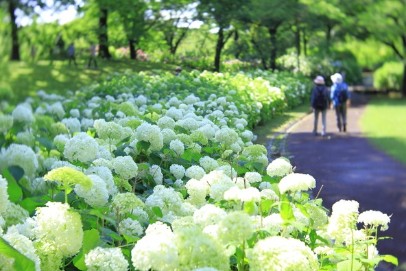 満開時の「アナベルの丘」（画像提供：Ran / PIXTA）