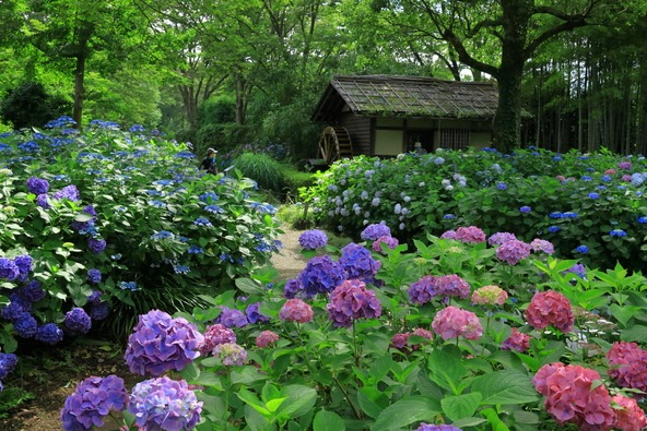 水車小屋と紫陽花（画像提供：Ran / PIXTA）