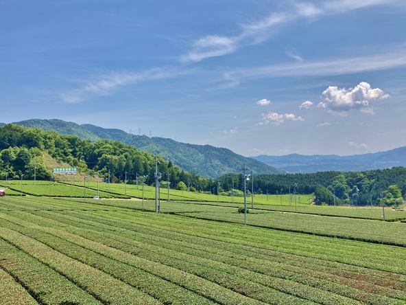 宇治田原町「西ノ山展望広場」からの茶畑（画像提供：ryujinmaple / photoAC）