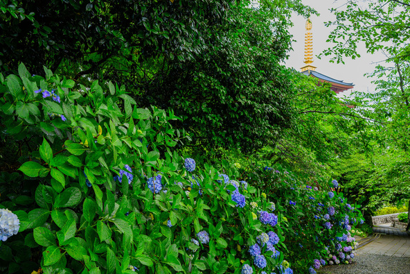 新緑の五重塔と色鮮やかな紫陽花が織りなす光景（画像提供：Nature Catcher Japan / PIXTA）