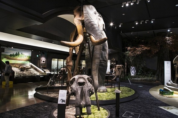 「琵琶湖博物館」の「ツダンスキーゾウ」半身半骨展示