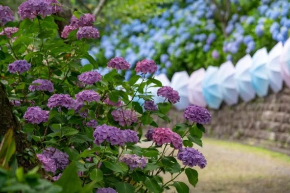 境内には、紫陽花とともに傘のオブジェも。ホタルは日没後19時前後から鑑賞できます