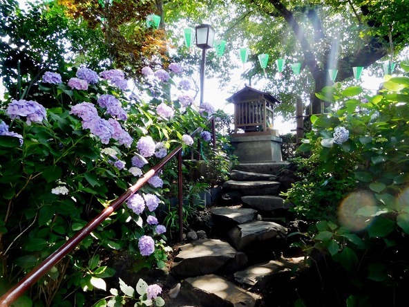富士塚は高さ数mの小さな山。山頂には浅間神社があり、あたり一面に色とりどりのあじさいの花が咲き渡ります