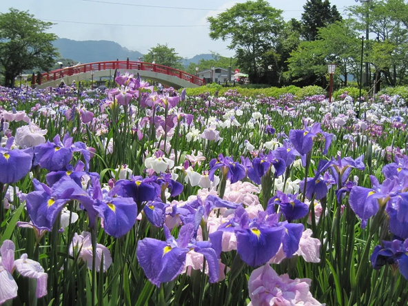 約300種・3万7,000株の花菖蒲が咲く「賀茂しょうぶ園」