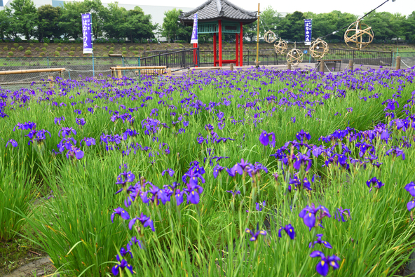 約2,500株の花かつみ（野花菖蒲）が咲く「花かつみ園」（画像提供： アマデウス / PIXTA）