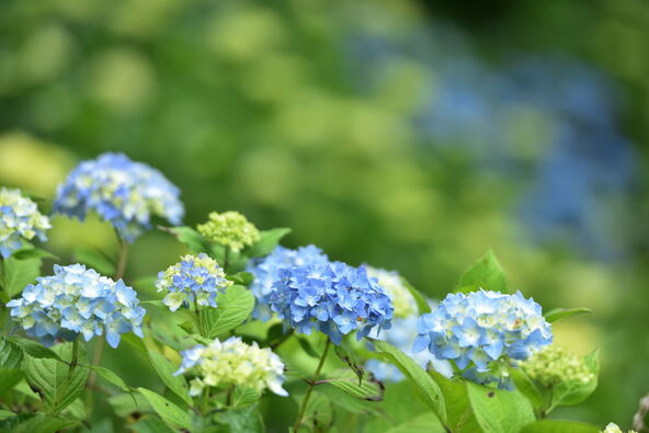 6月中旬～7月上旬には紫陽花も見頃に（画像提供：irodori / PIXTA）