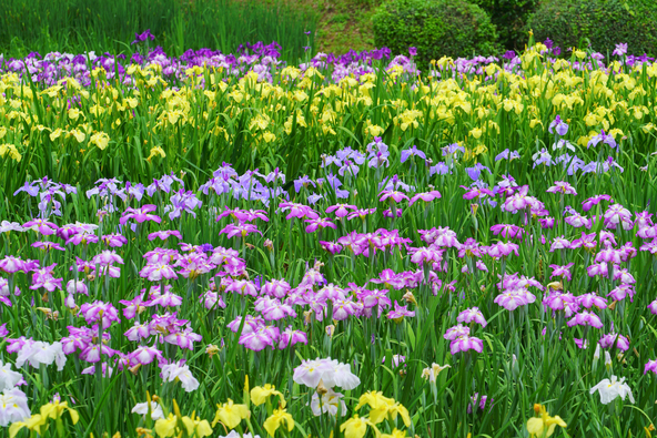 色とりどりの花が咲き乱れます（画像提供：Amstk / PIXTA）