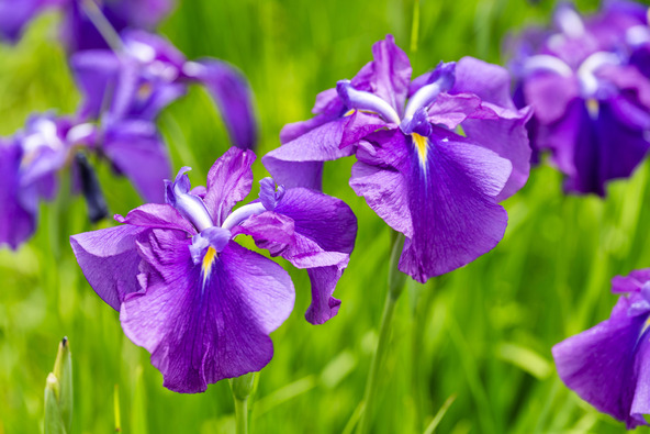 思わず見惚れる端正な花（画像提供：YAEZAKURA / PIXTA）