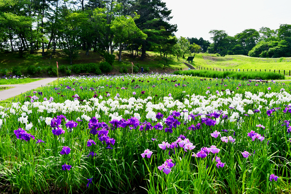 花菖蒲・あやめの仲間が約300万本も咲く開放的な園内（画像提供：メソポタミア / PIXTA）