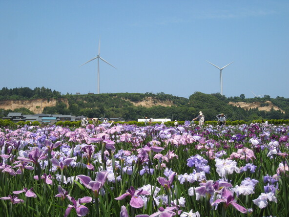 開放感抜群の花菖蒲園