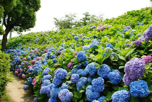 園内には青や紫など、色とりどりの紫陽花が咲き誇ります