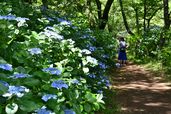 初夏ならではの風情ある景色を親子で満喫！