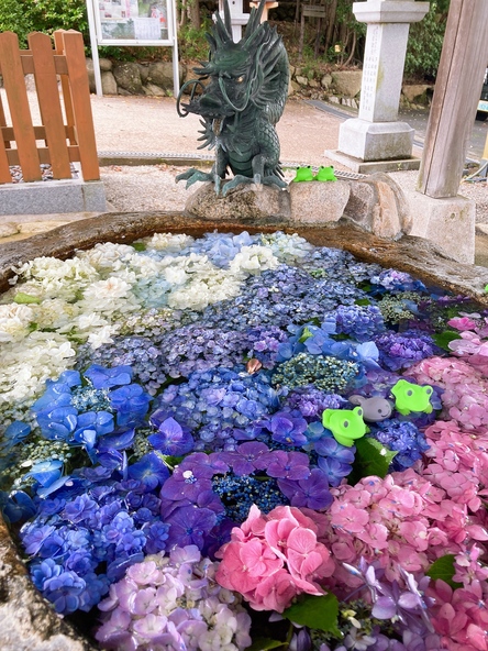 梅雨の時期には紫陽花の花手水が登場します。かわいらしいカエルの装飾にも注目！