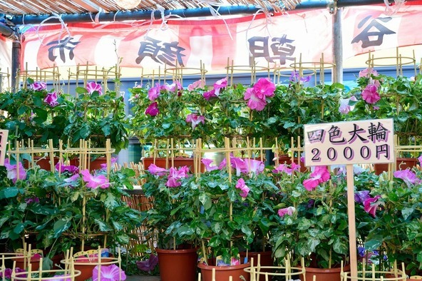 夕顔や宿根朝顔など、種類も豊富！なかでも4色の花が一度に楽しめる「四色大輪咲き」は人気（写真の価格は撮影時のものです）