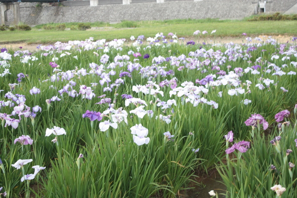 広々と開放的な公園（画像提供：小矢部市観光協会）