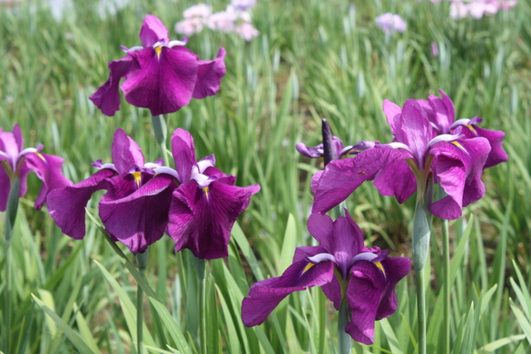 見頃の時期には約12万株もの花菖蒲が咲き誇ります（画像提供：小矢部市観光協会）