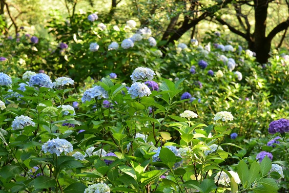 さまざまな色や品種が楽しめる紫陽花の名所です