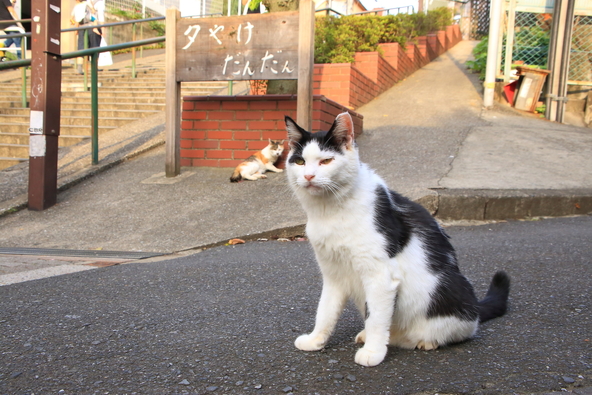猫が多いスポットとしても有名です（画像提供：つきのさばく / PIXTA）
